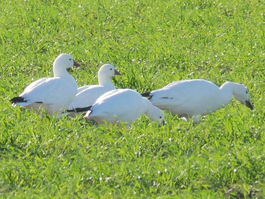 ヒメハクガン - ML645022157