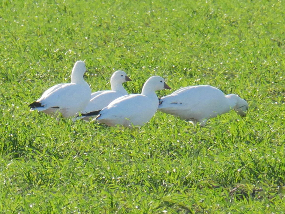 ヒメハクガン - ML645022158