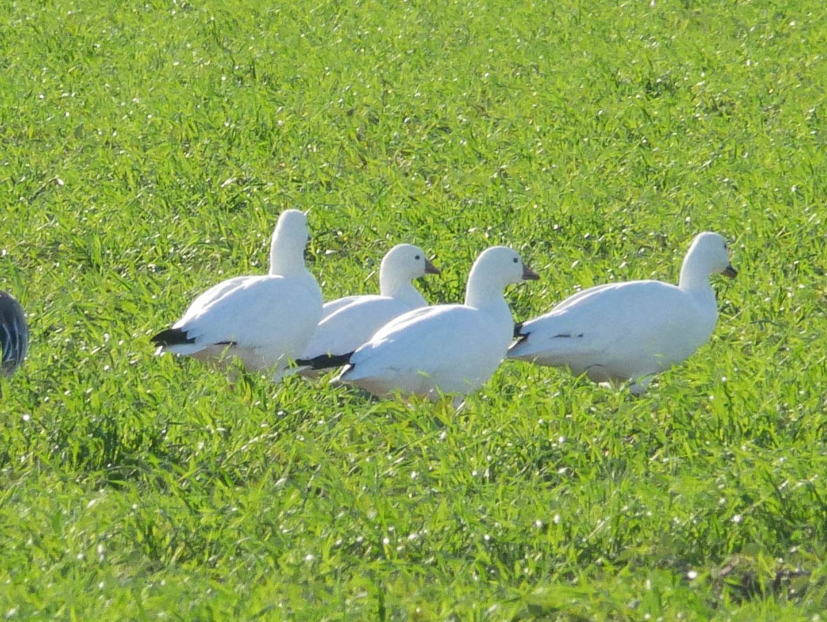 ヒメハクガン - ML645022159