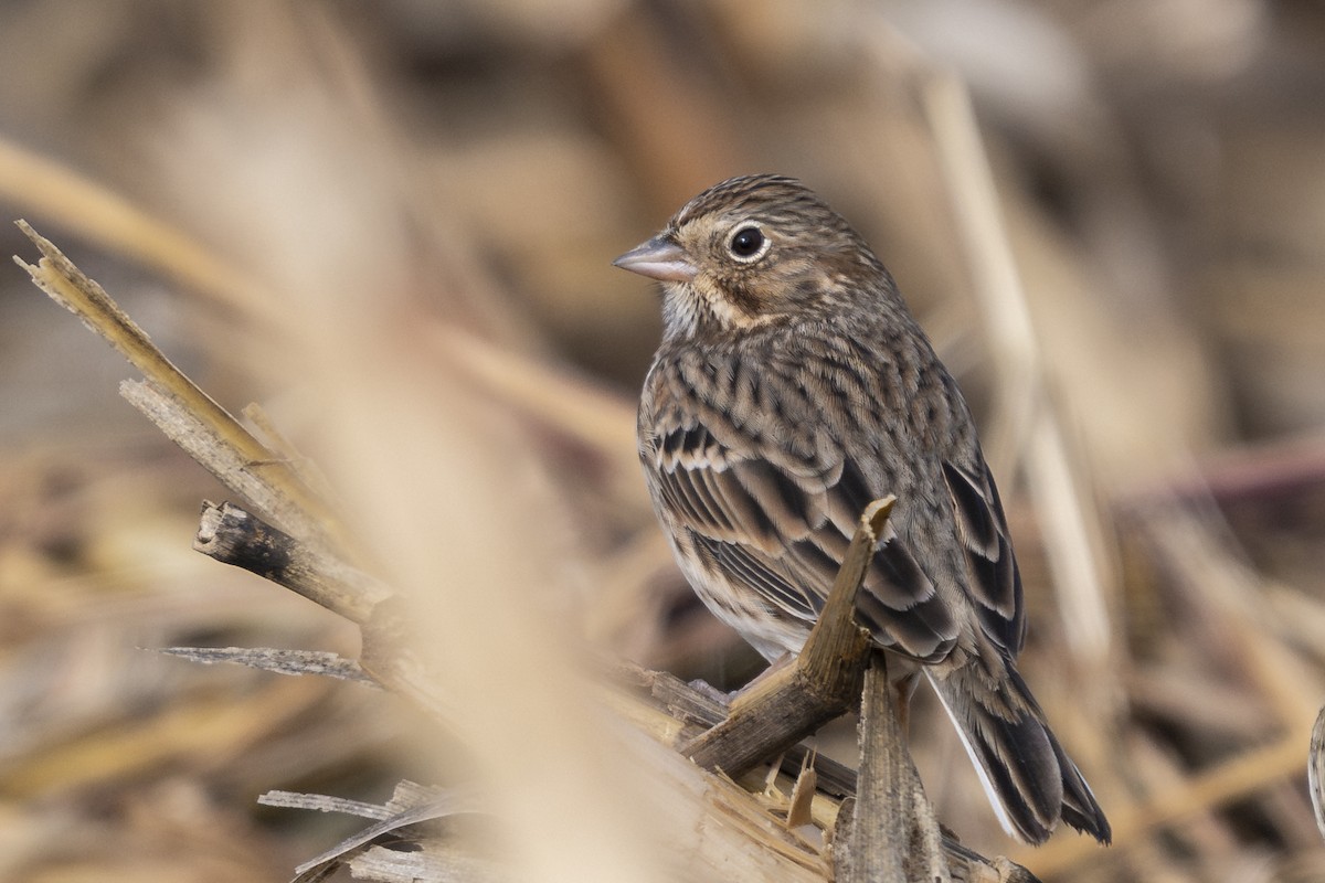 Пасовник польовий - ML645022161