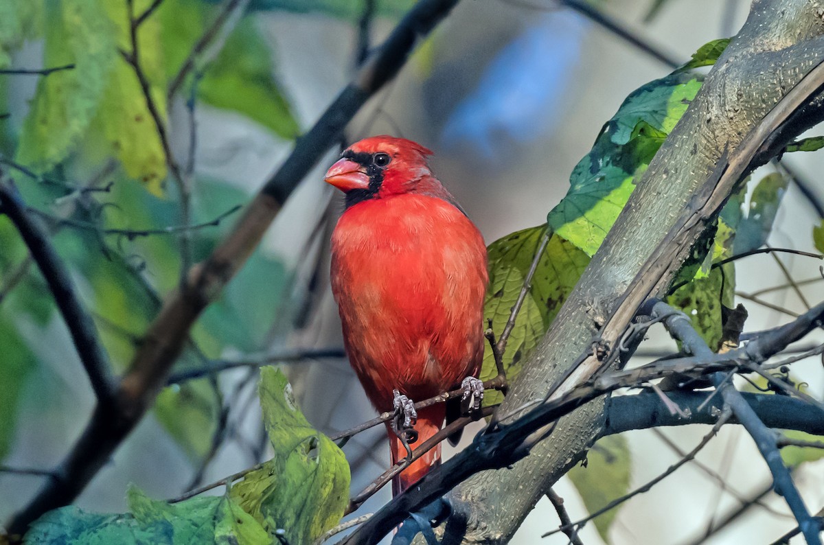 Northern Cardinal - ML645022170