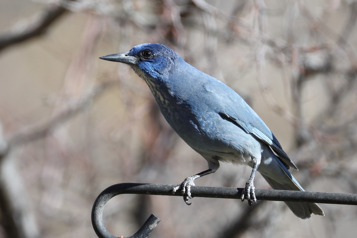 Chara Piñonera - ML645022186