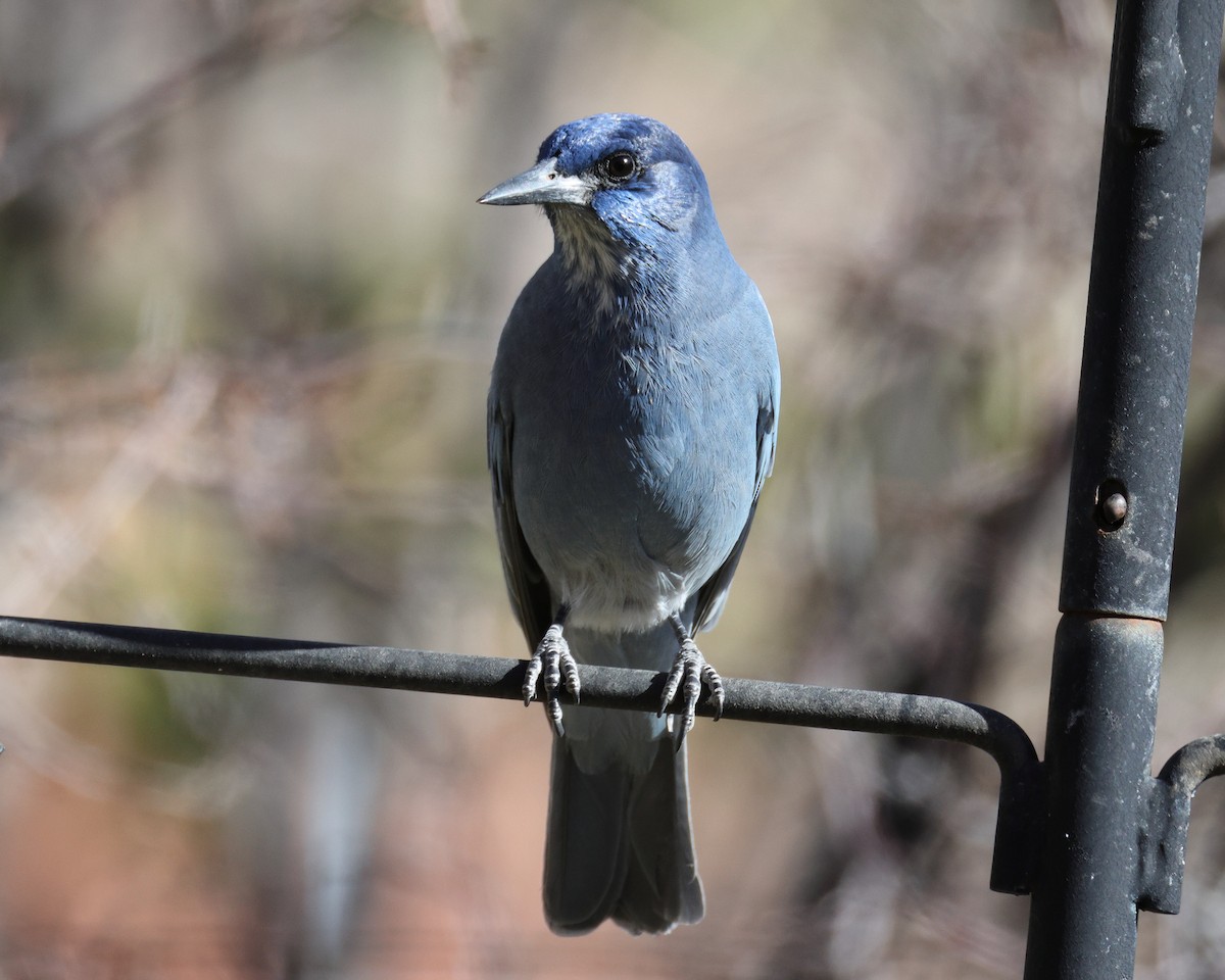 Chara Piñonera - ML645022187