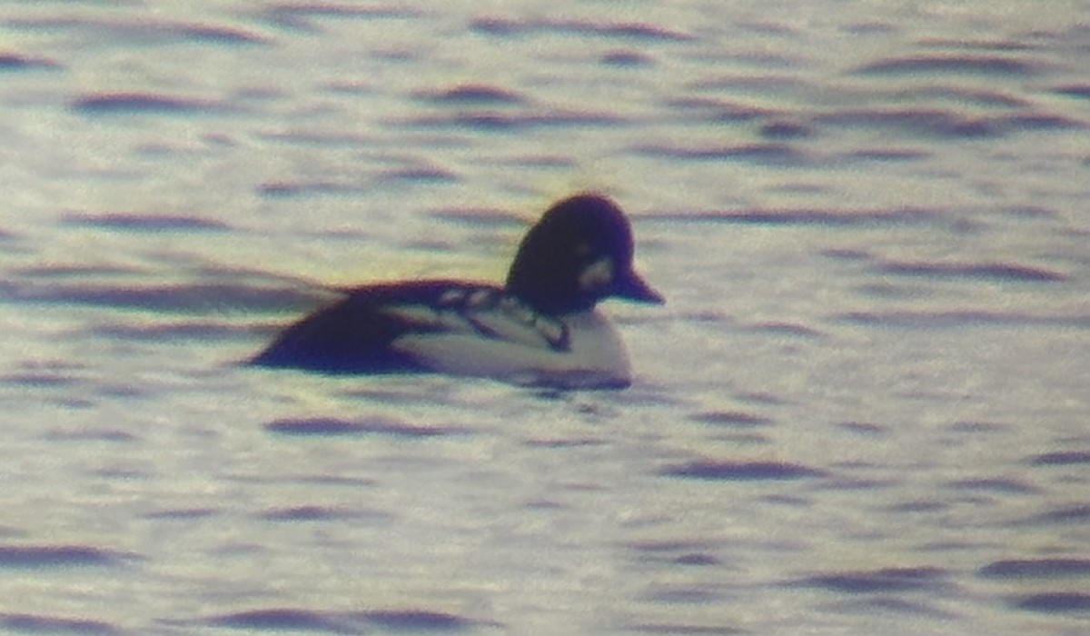 Common x Barrow's Goldeneye (hybrid) - ML645022257