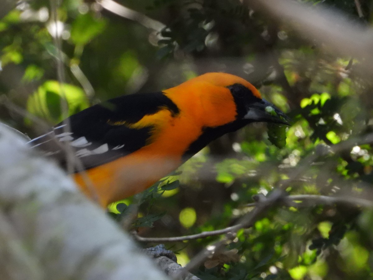 Altamira Oriole - ML645022258