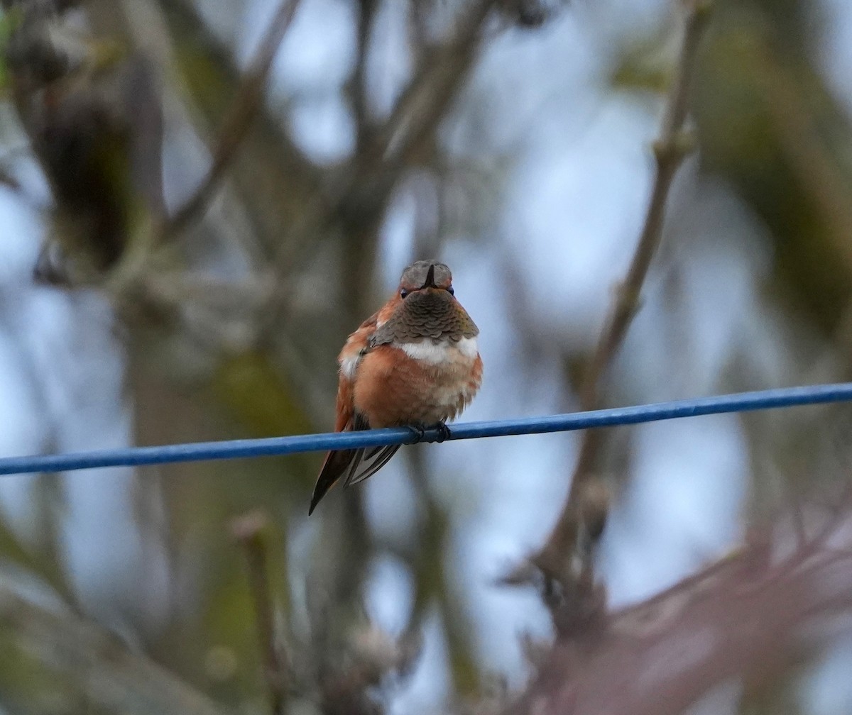 Rufous Hummingbird - ML645022273