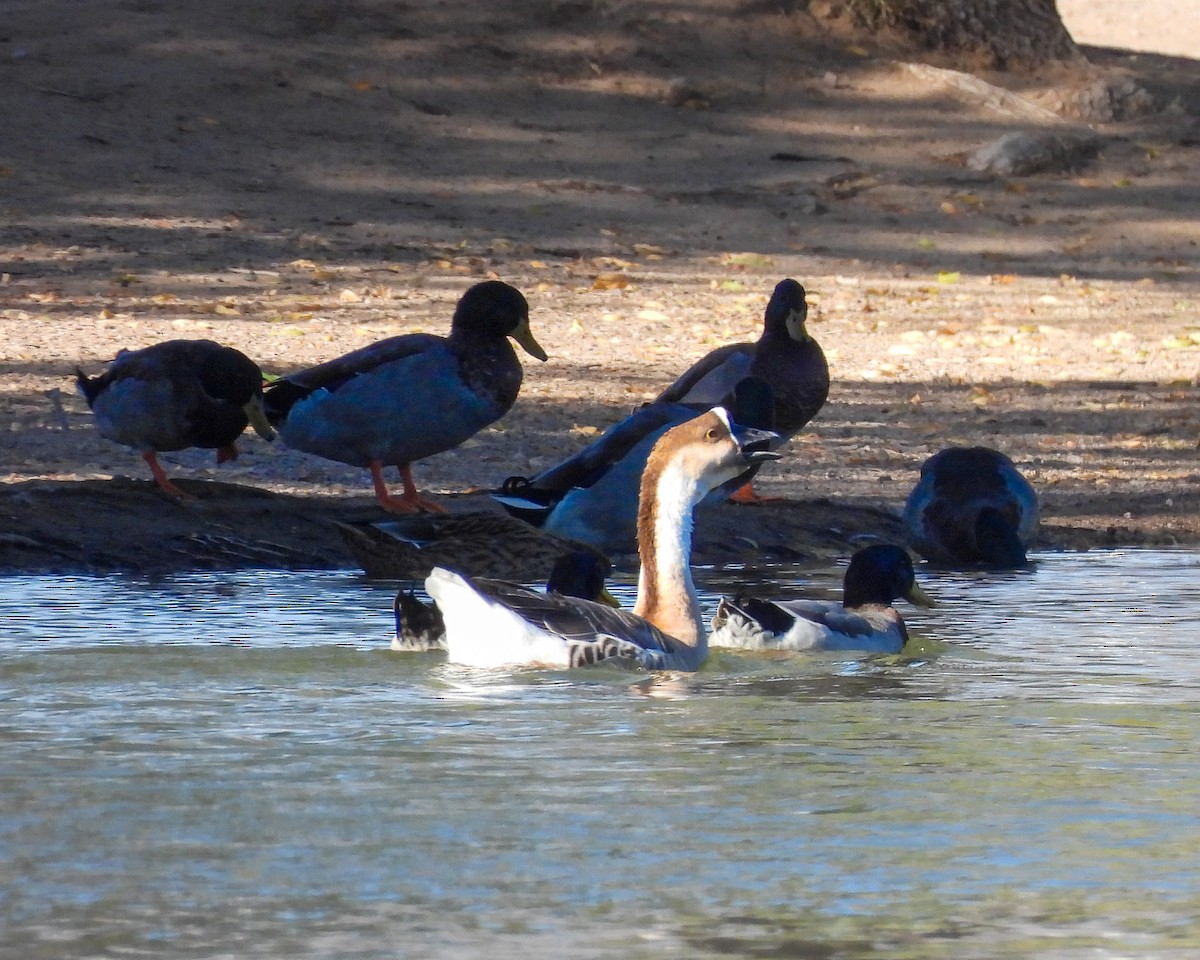 husa labutí (domestikovaná) - ML645022276