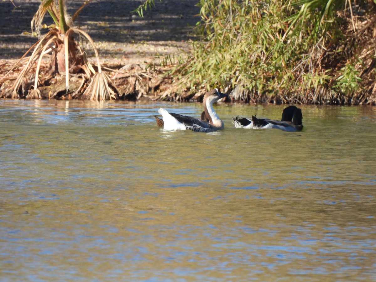 husa labutí (domestikovaná) - ML645022277