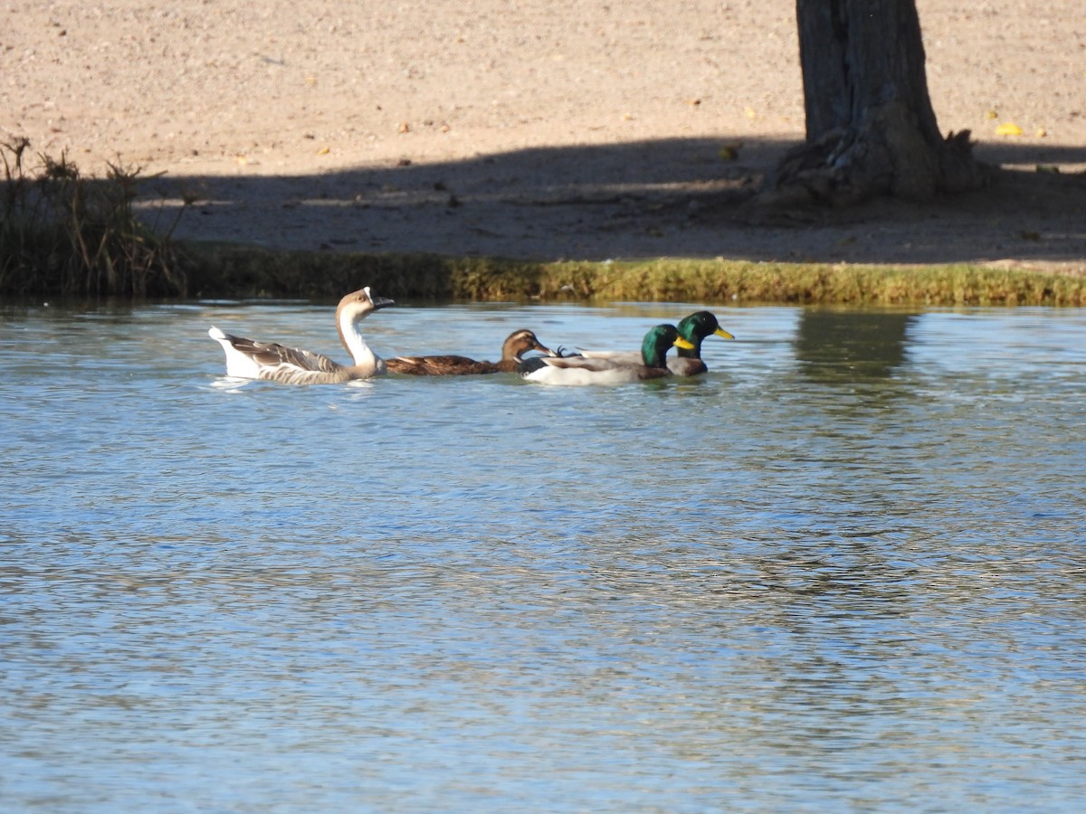 husa labutí (domestikovaná) - ML645022278