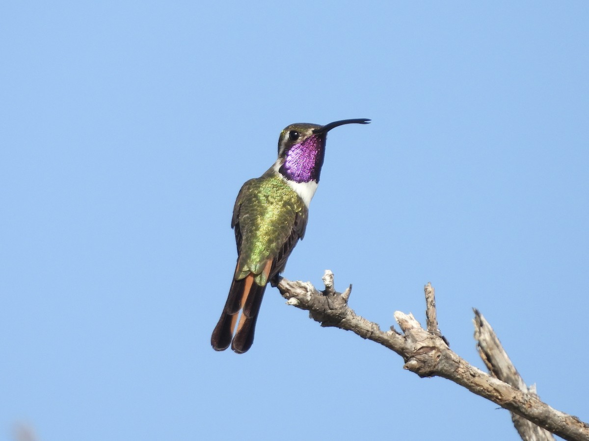 Mexican Sheartail - ML645022289