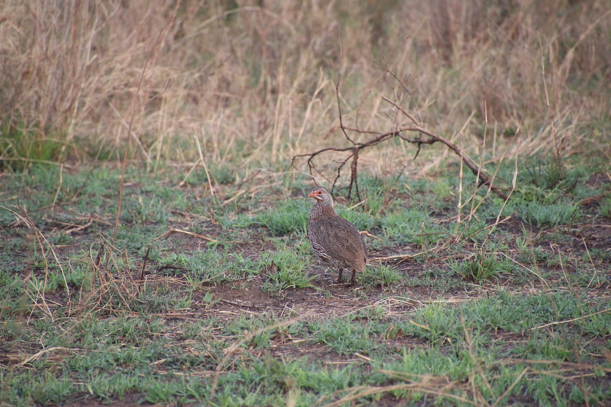 Gray-breasted Spurfowl - ML645022294