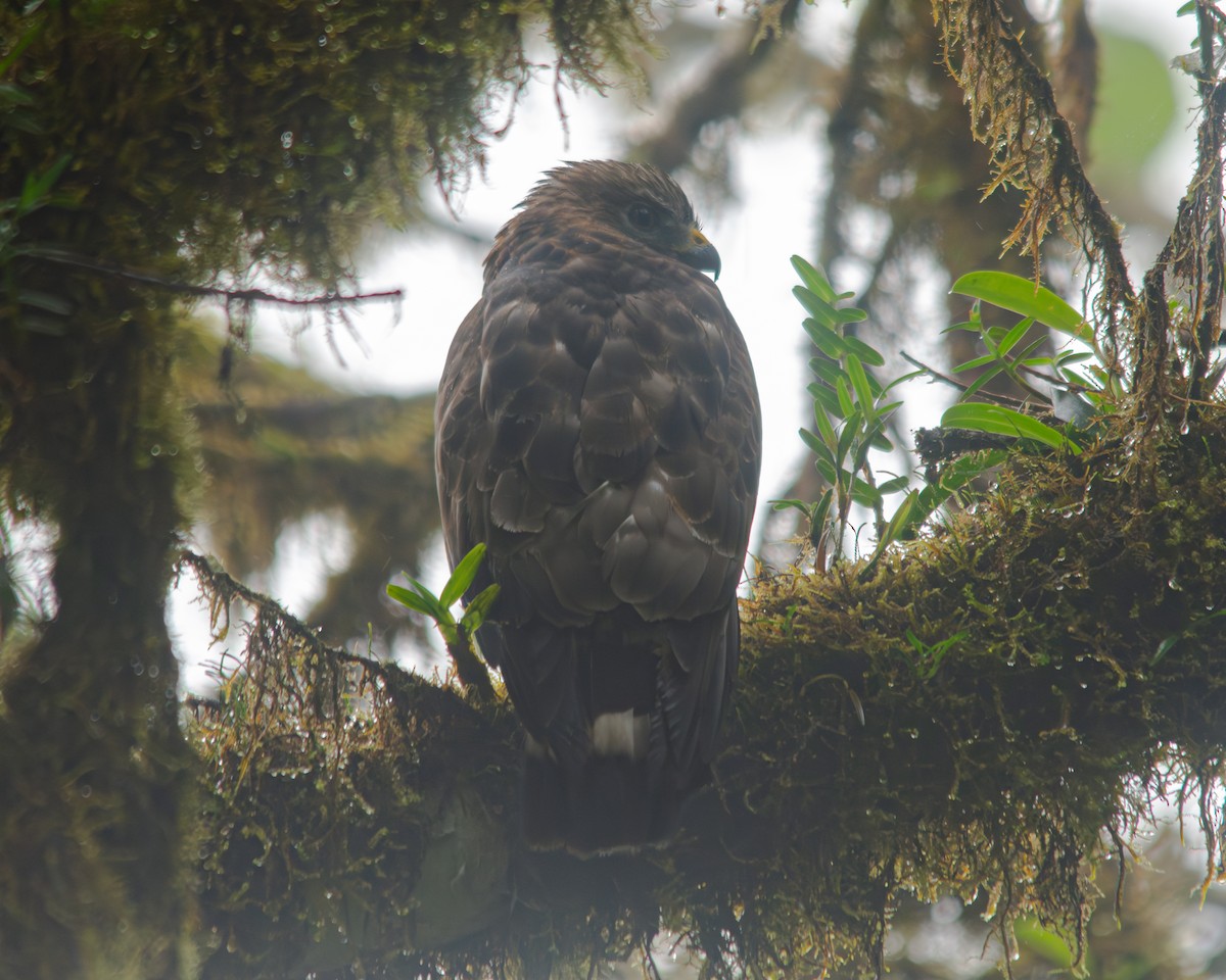 Broad-winged Hawk - ML645022303