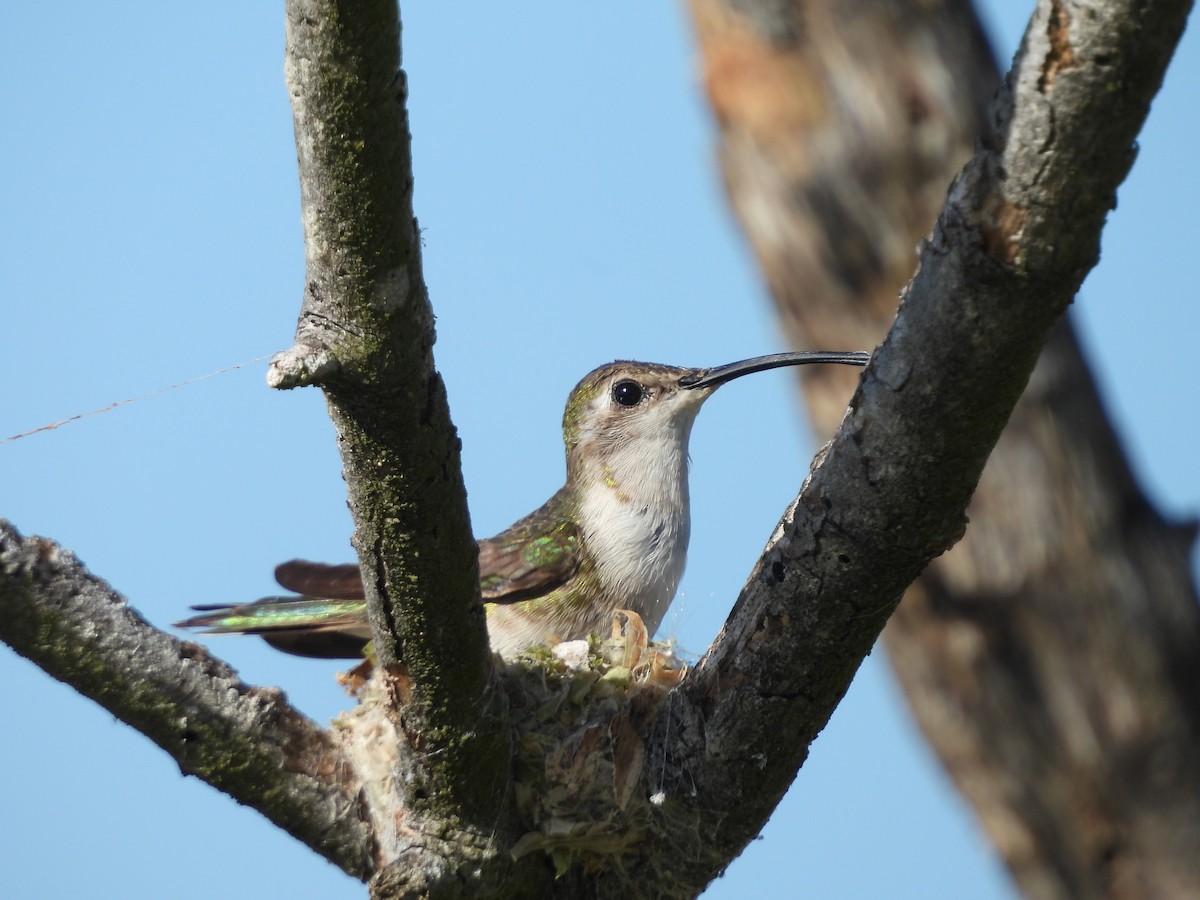 Mexican Sheartail - ML645022311