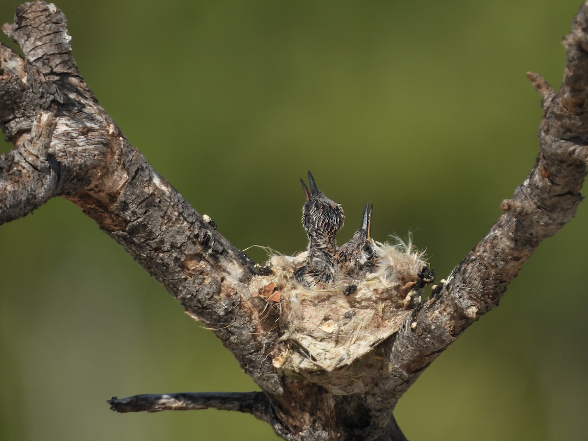 Mexican Sheartail - ML645022312