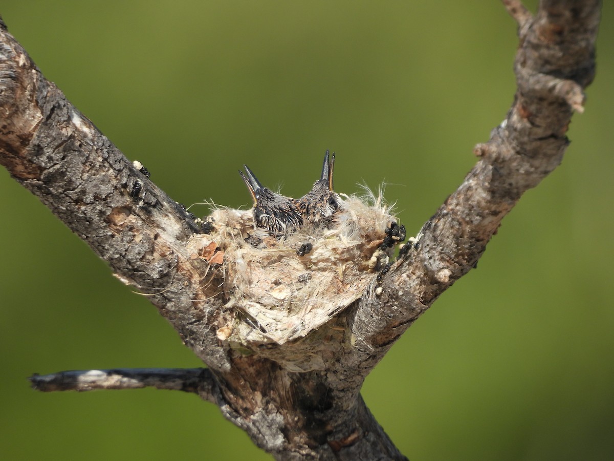 Mexican Sheartail - ML645022313