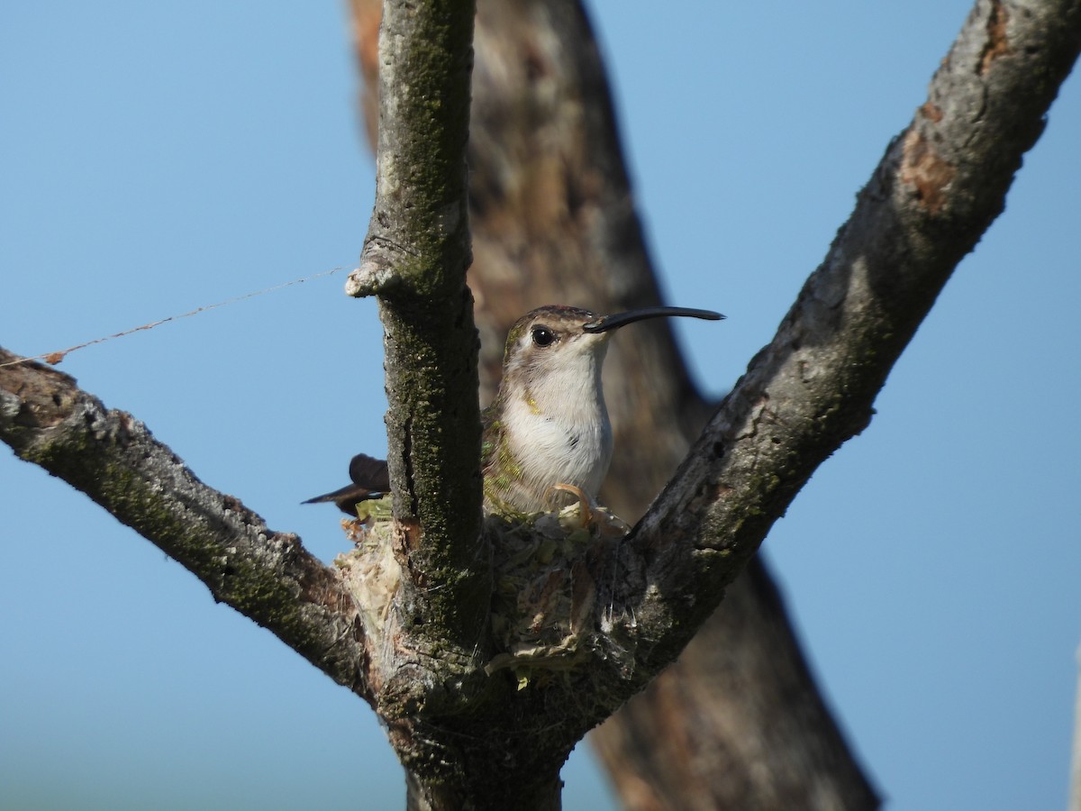 Mexican Sheartail - ML645022314