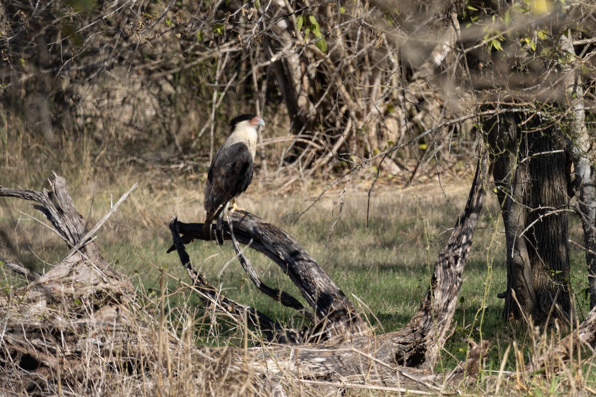Crested Caracara - ML645022315