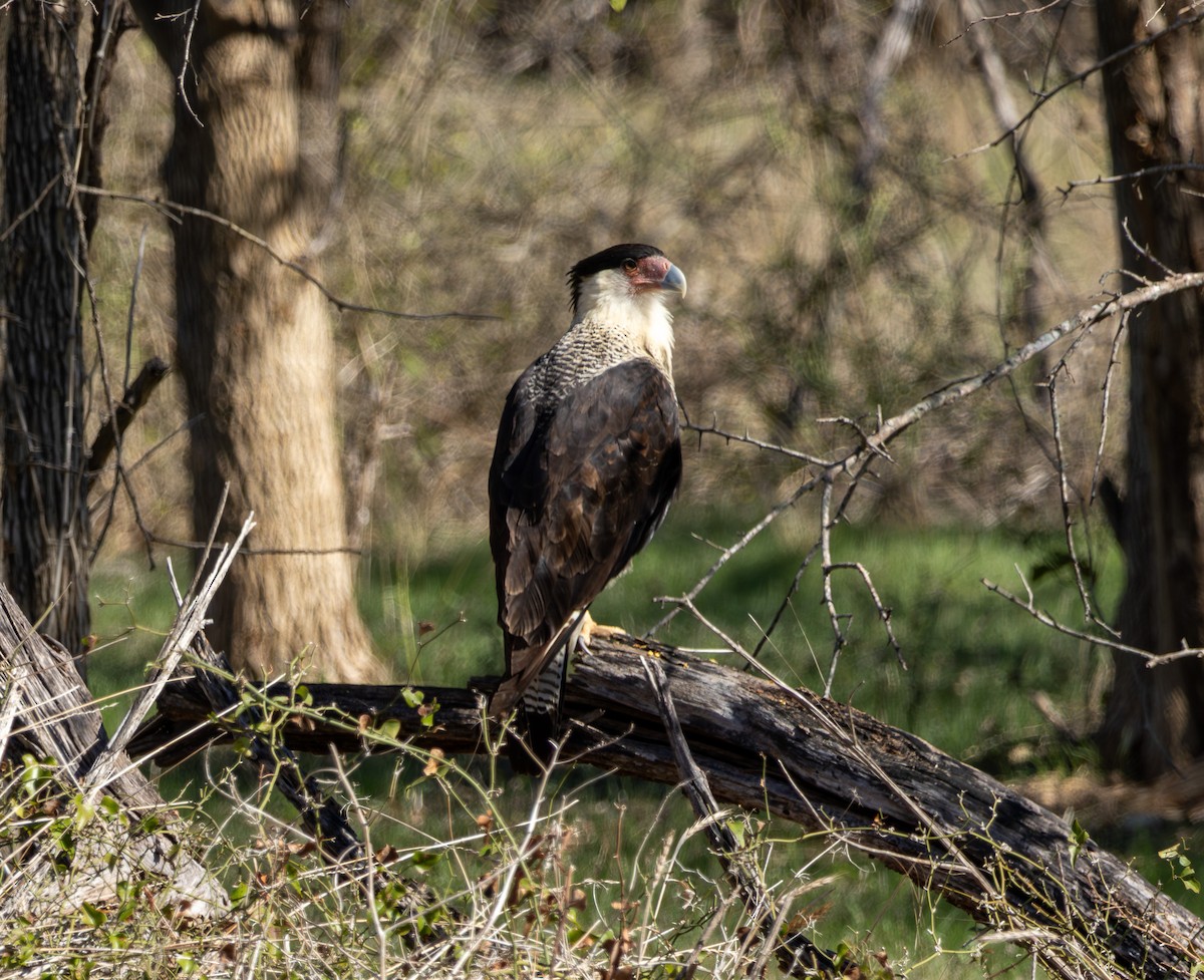 Crested Caracara - ML645022316