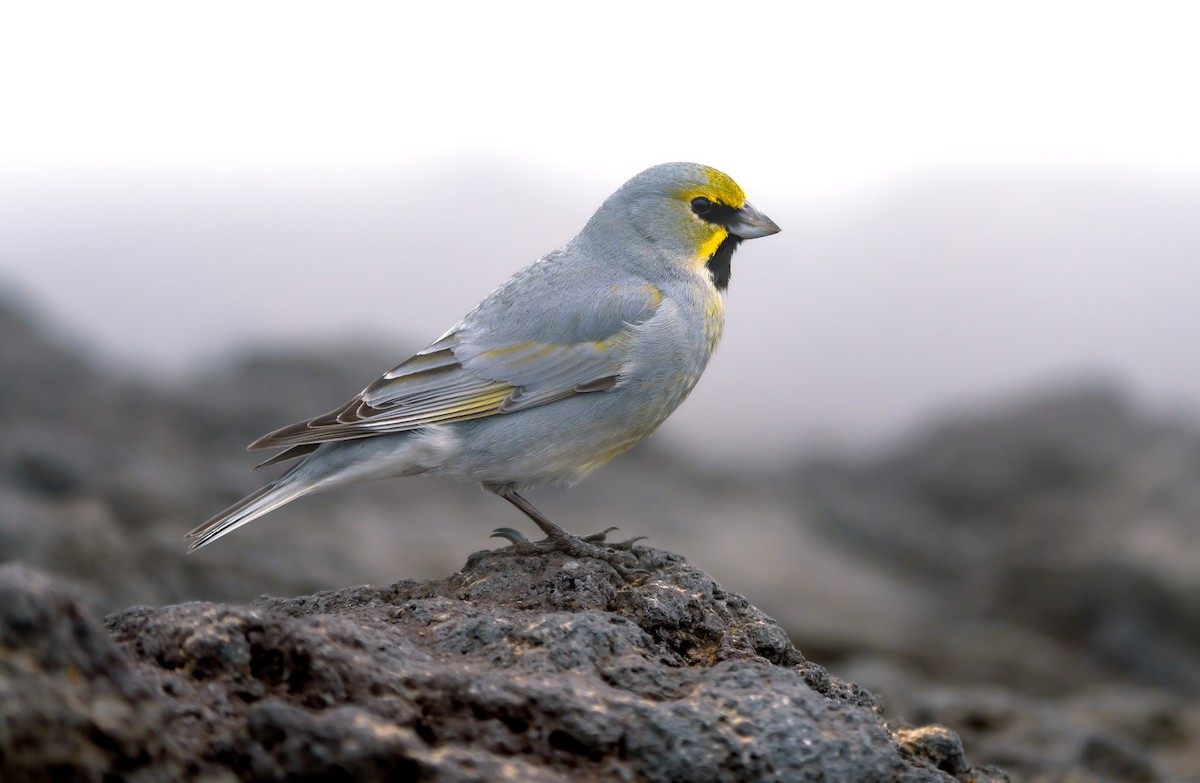 Yellow-bridled Finch - ML645022318