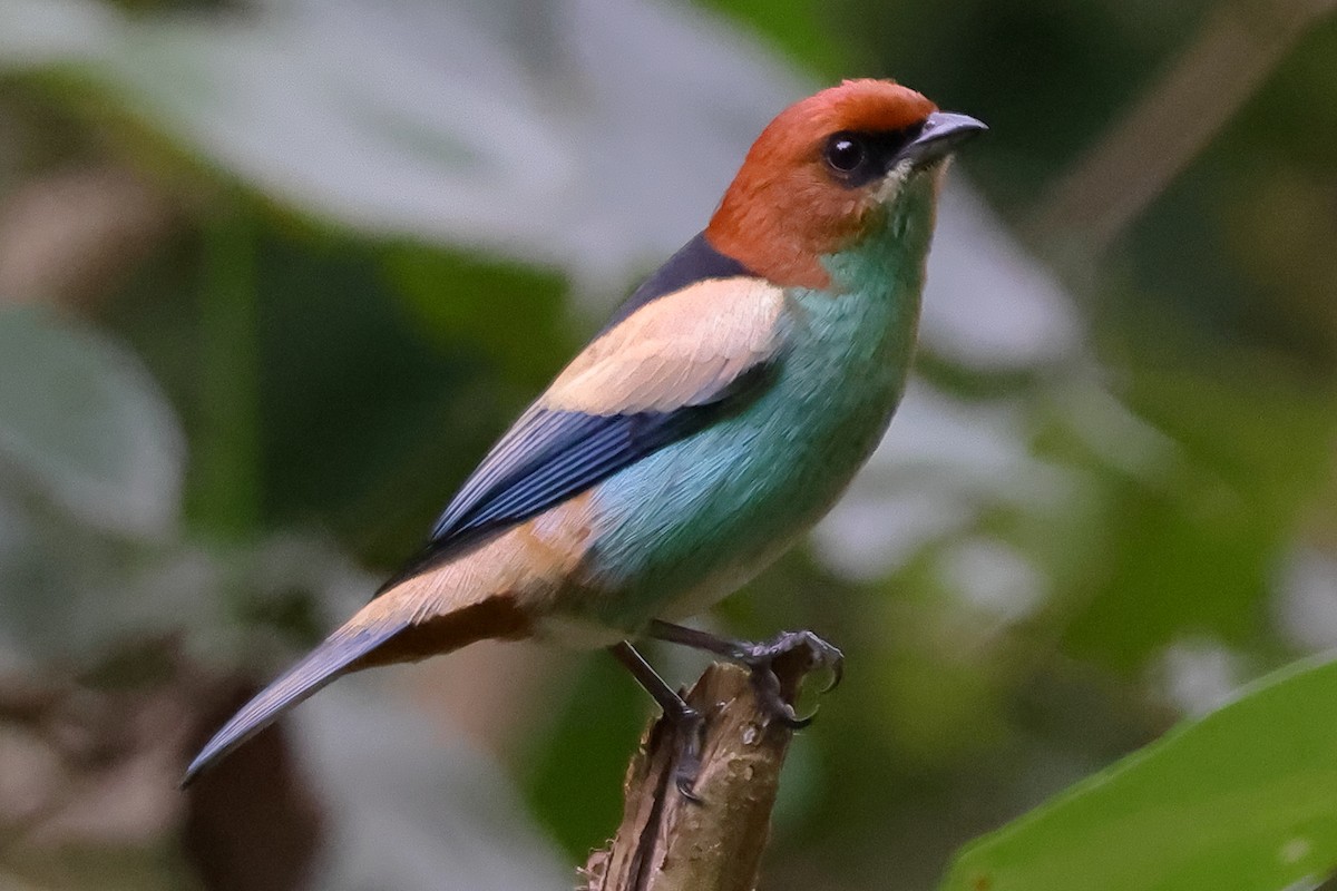 Черноспинная танагра - ML645022321