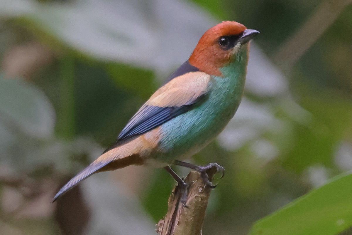 Черноспинная танагра - ML645022322