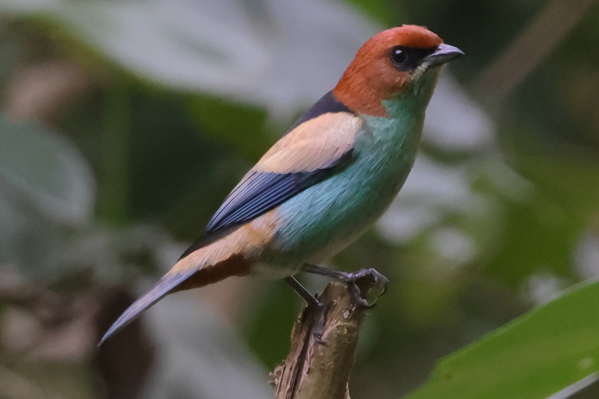 Черноспинная танагра - ML645022323