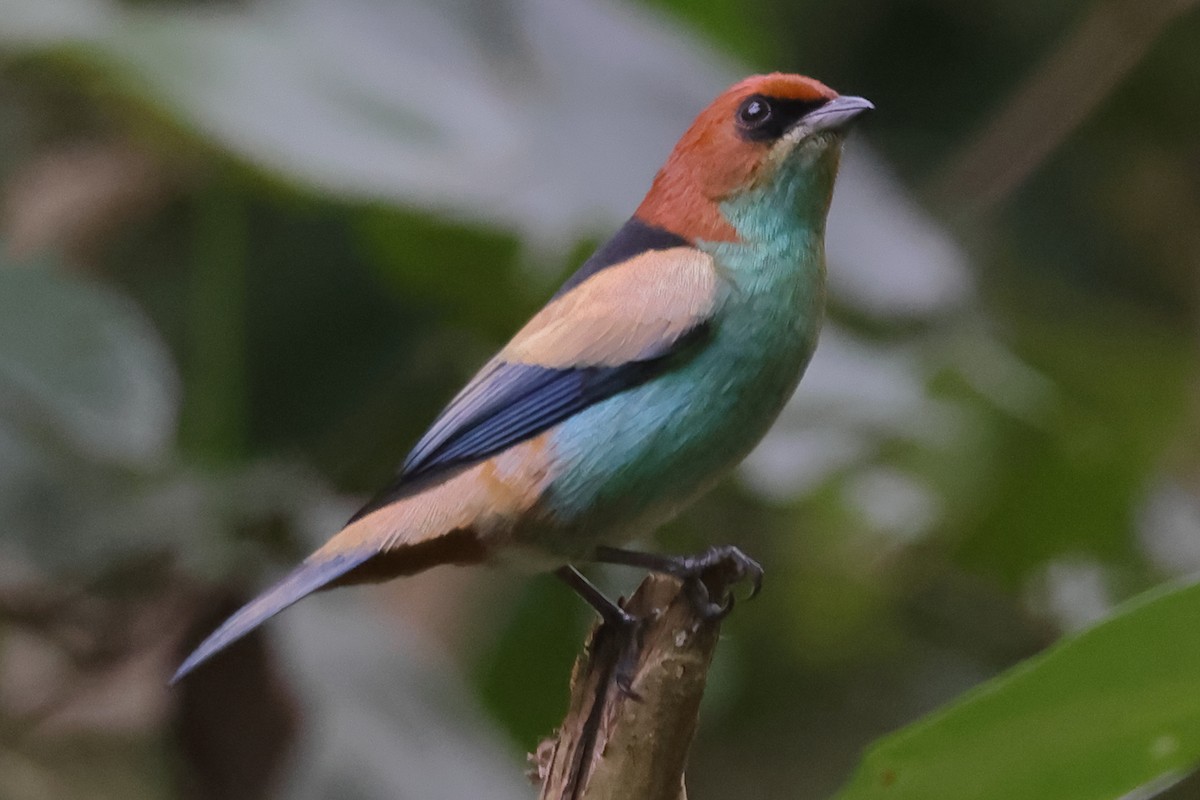 Черноспинная танагра - ML645022324