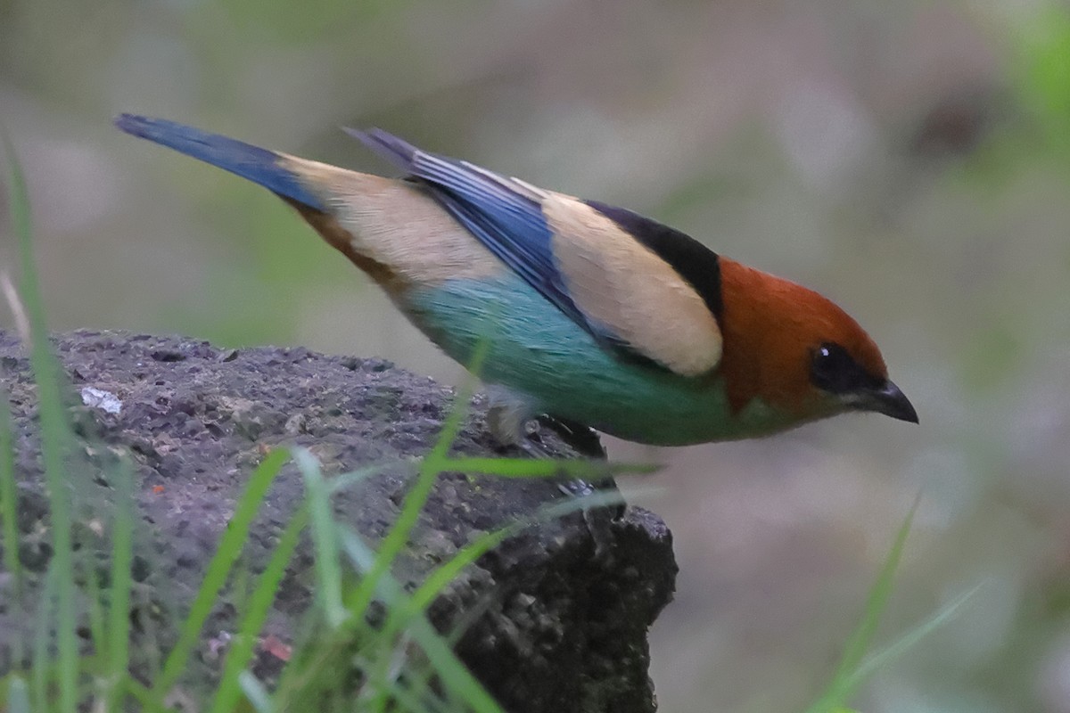 Черноспинная танагра - ML645022325