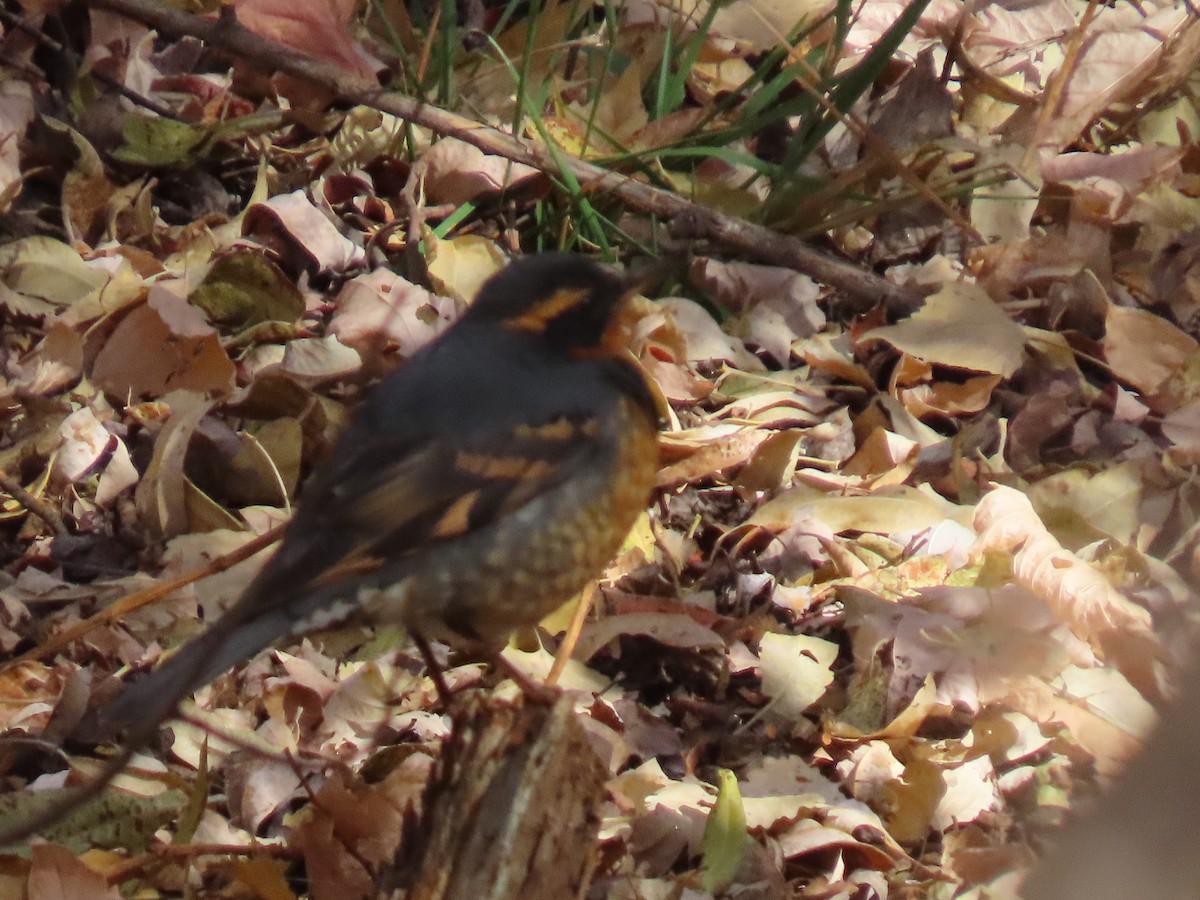 Varied Thrush - ML645022326