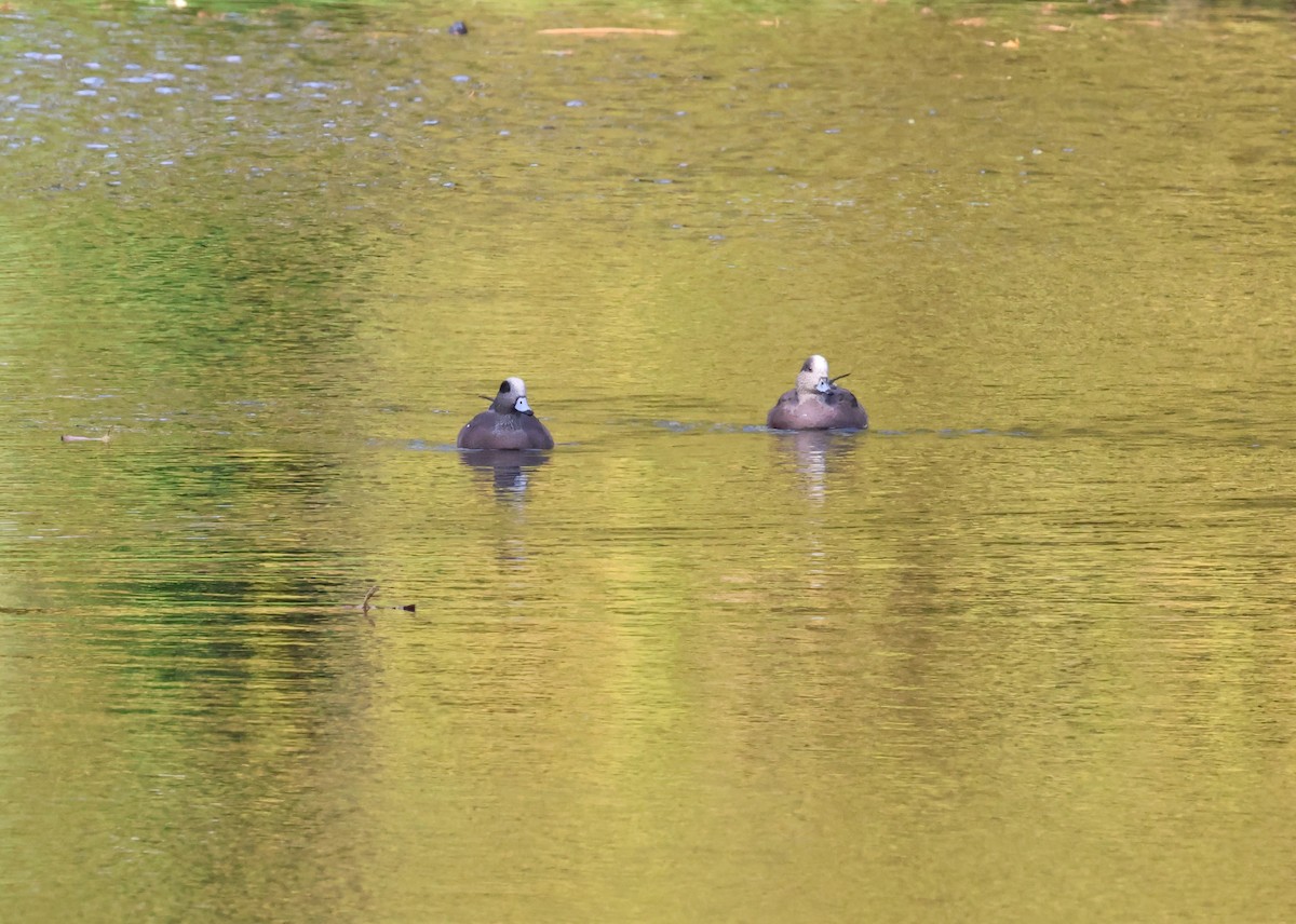 American Wigeon - ML645022329