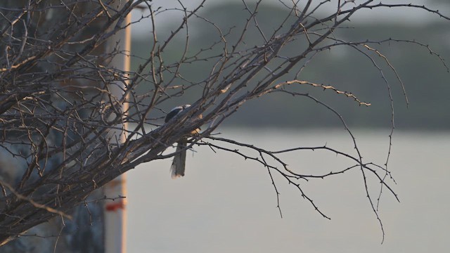 Jackson's Hornbill - ML645022333