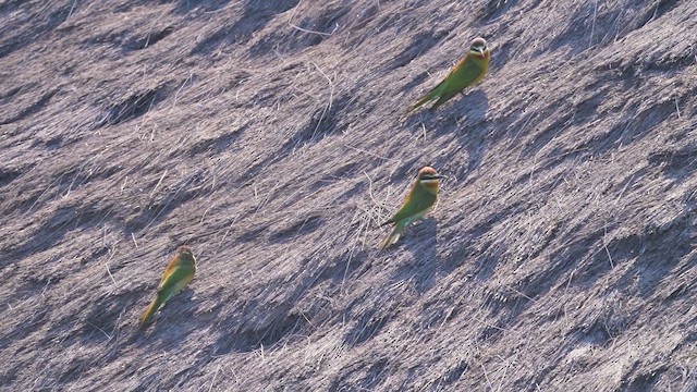 Olive Bee-eater - ML645022337