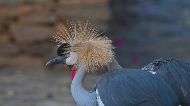 Gray Crowned-Crane - ML645022338