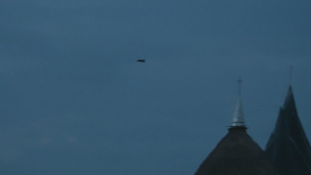 Bat Hawk - ML645022347