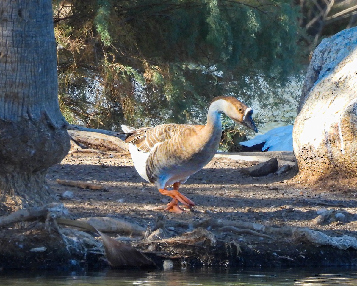 husa labutí (domestikovaná) - ML645022353