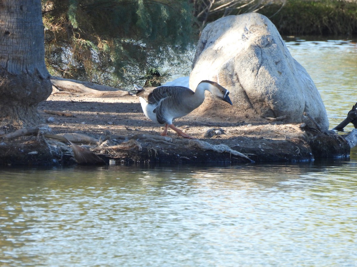 husa labutí (domestikovaná) - ML645022354