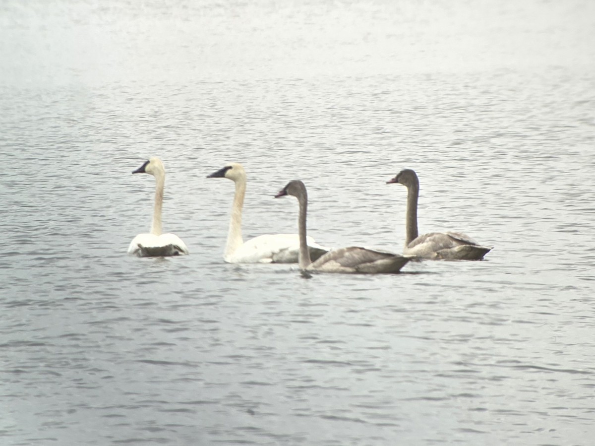 Trumpeter Swan - ML645022355