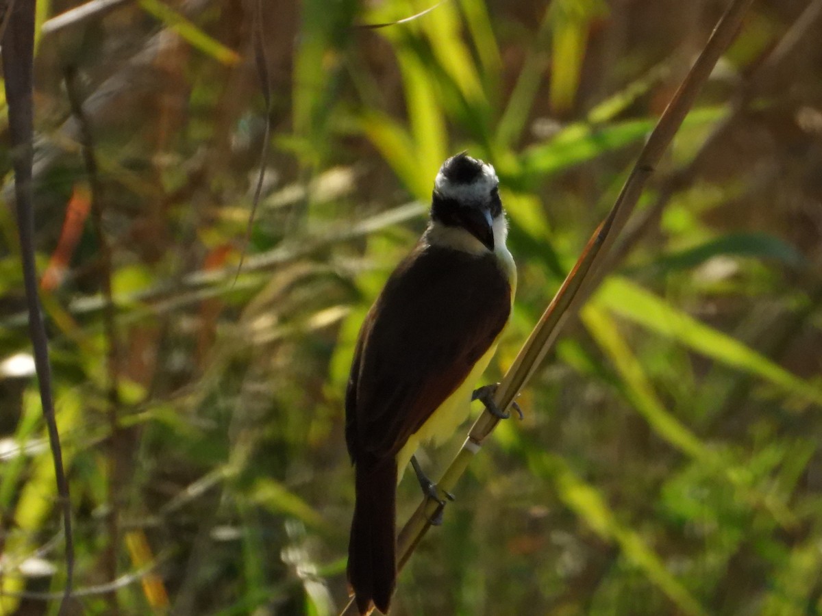 Great Kiskadee - ML645022383