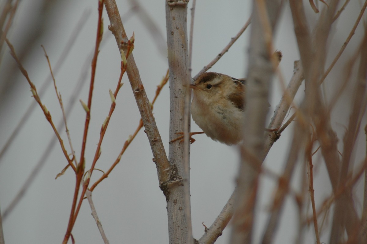 Marsh Wren - ML645022403