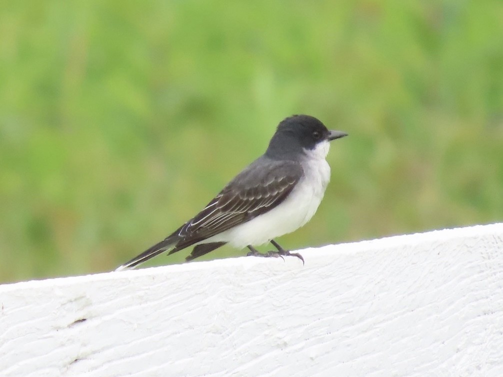 Tirano Oriental - ML645022407