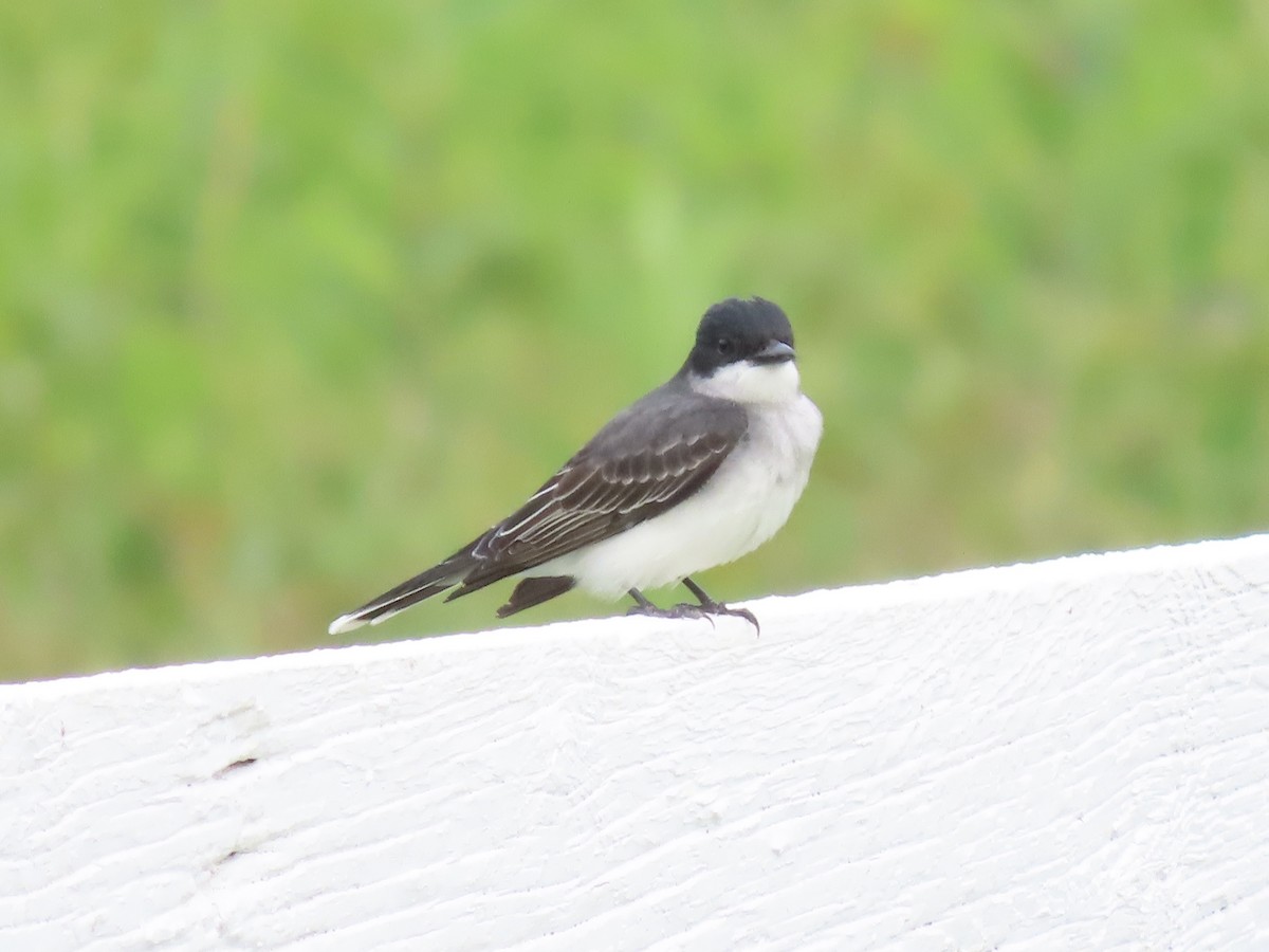 Tirano Oriental - ML645022408