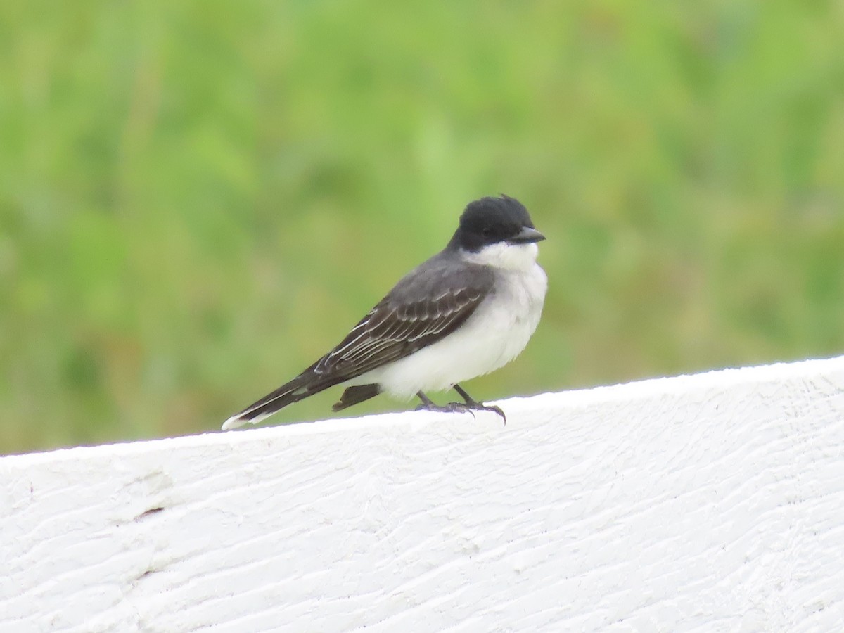 Tirano Oriental - ML645022409