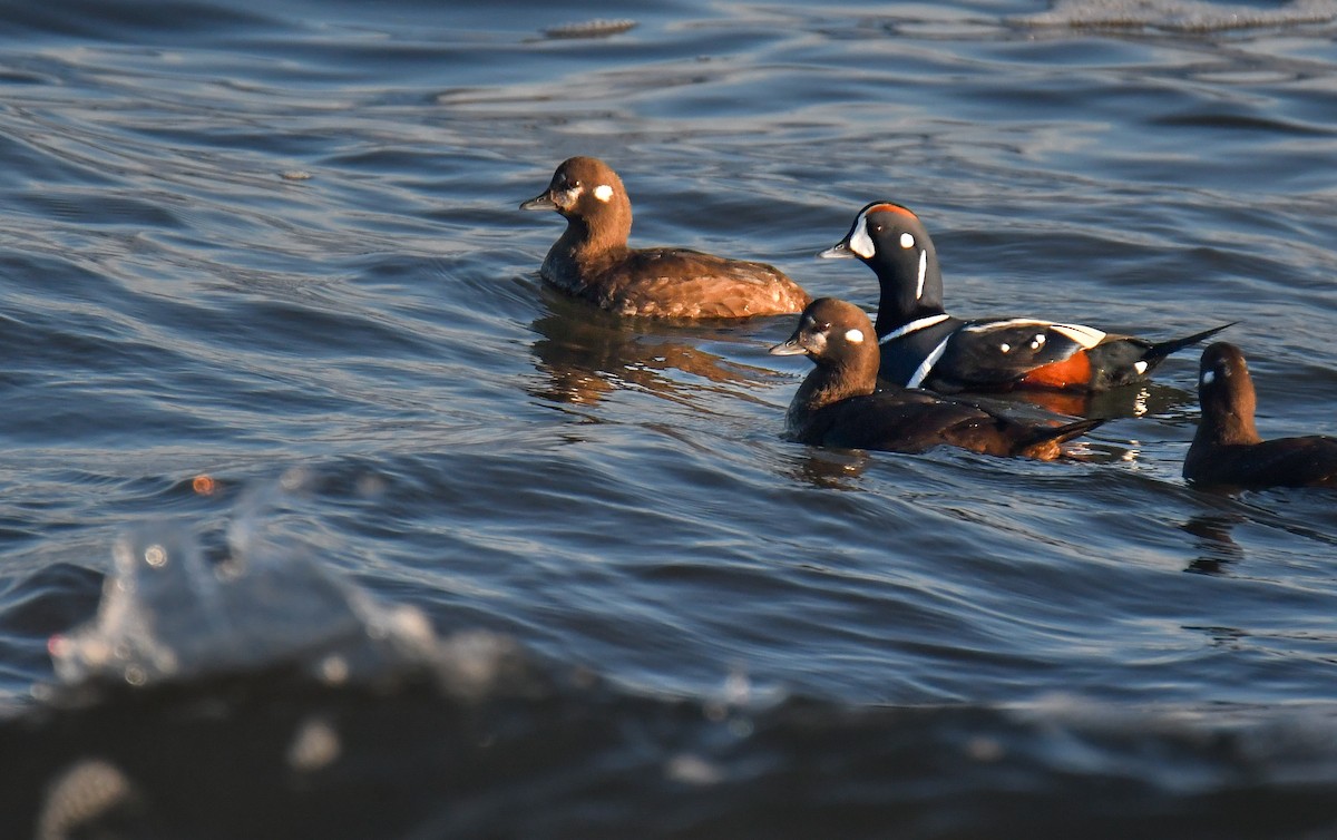 Ahate arlekina - ML645022423