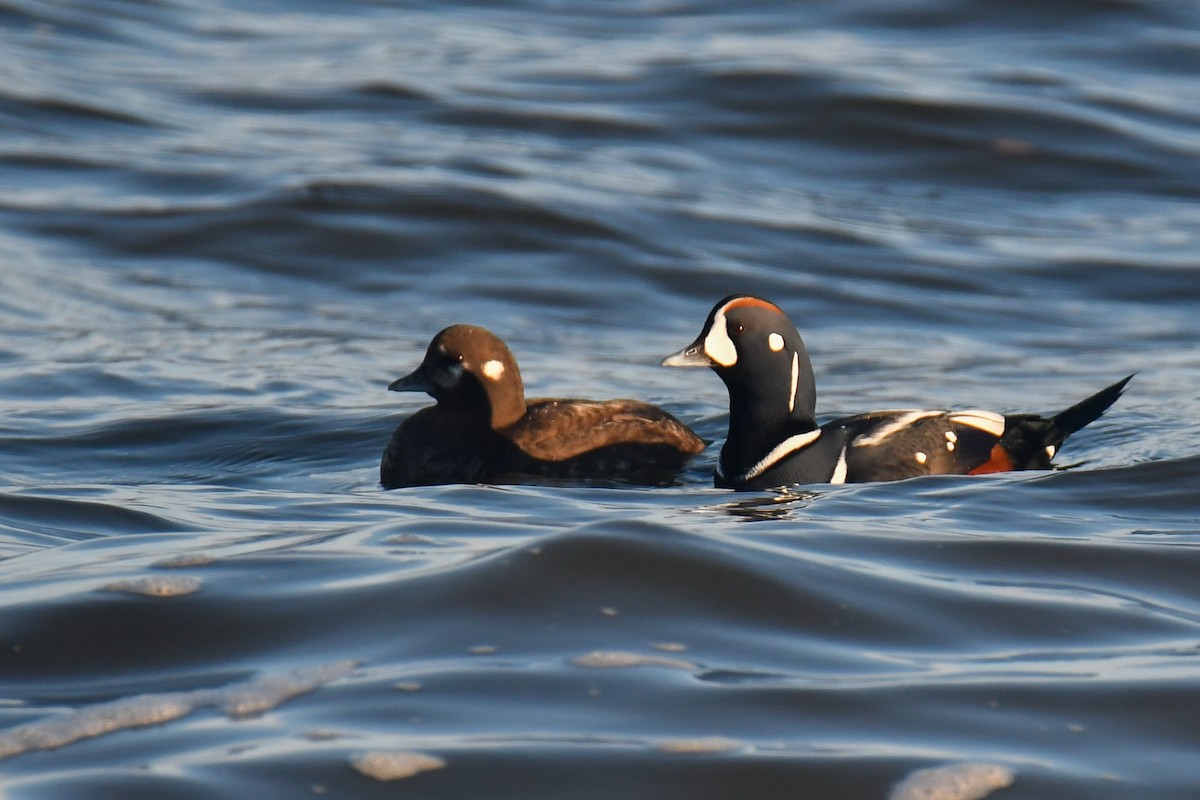 Ahate arlekina - ML645022424