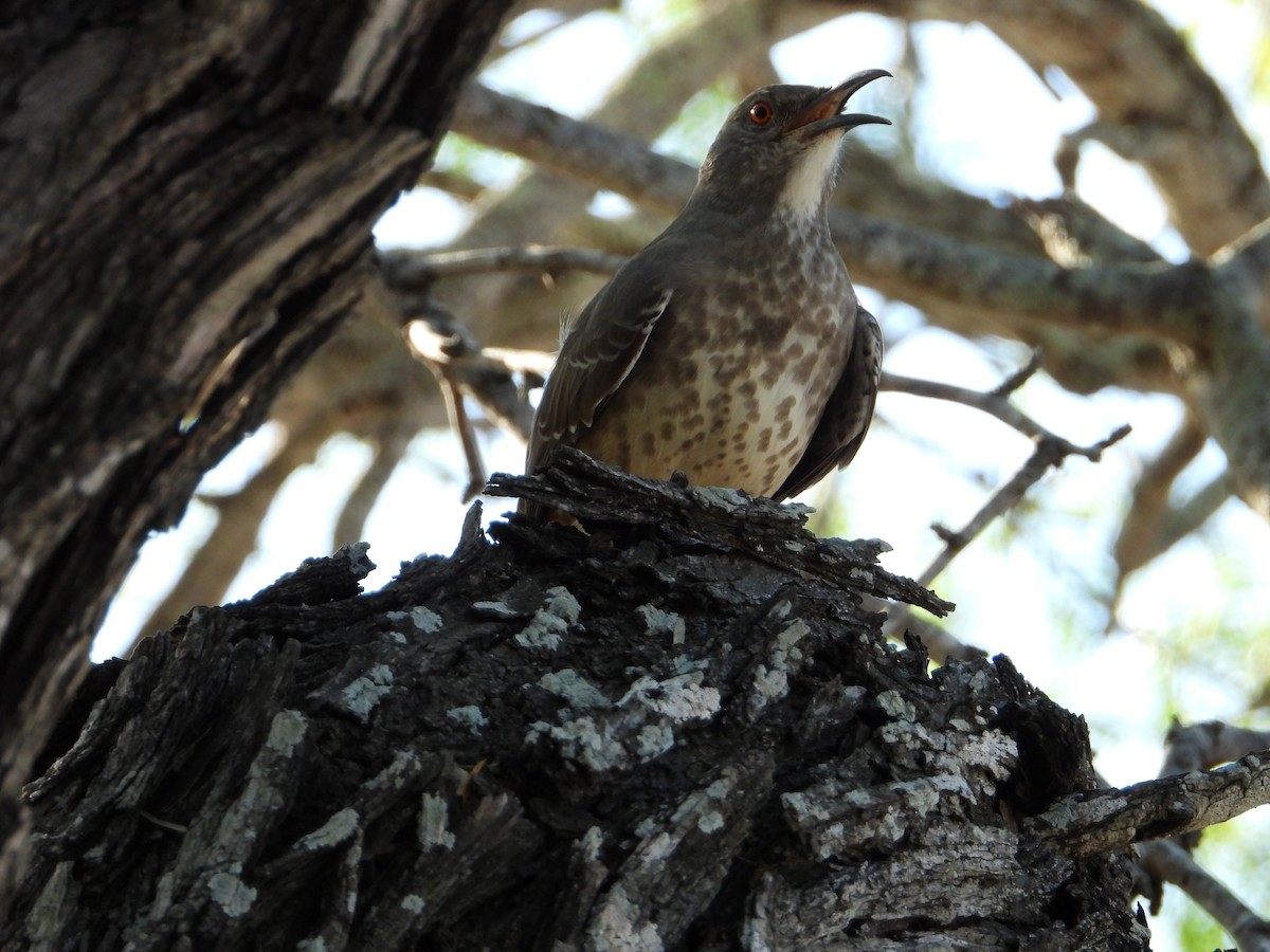 Curve-billed Thrasher - ML645022437