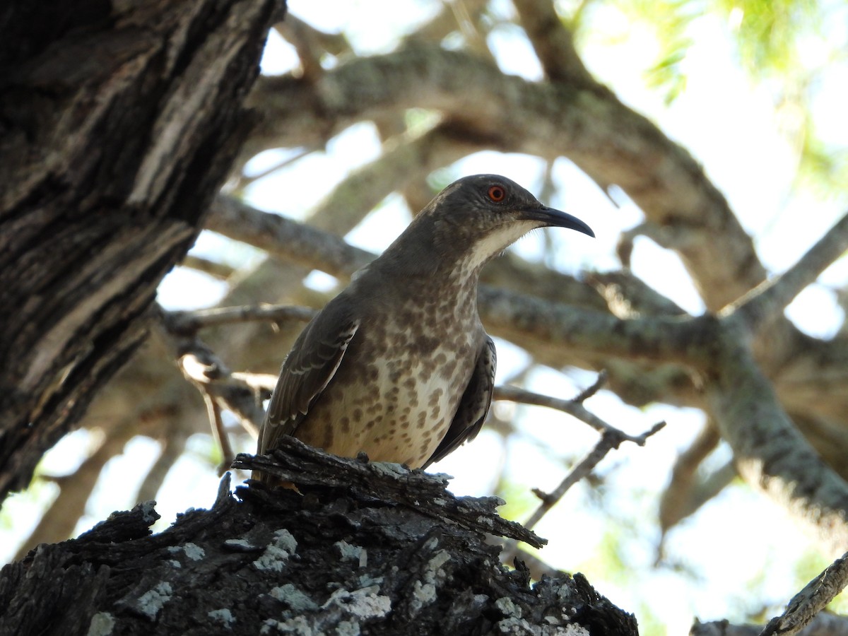 Curve-billed Thrasher - ML645022438