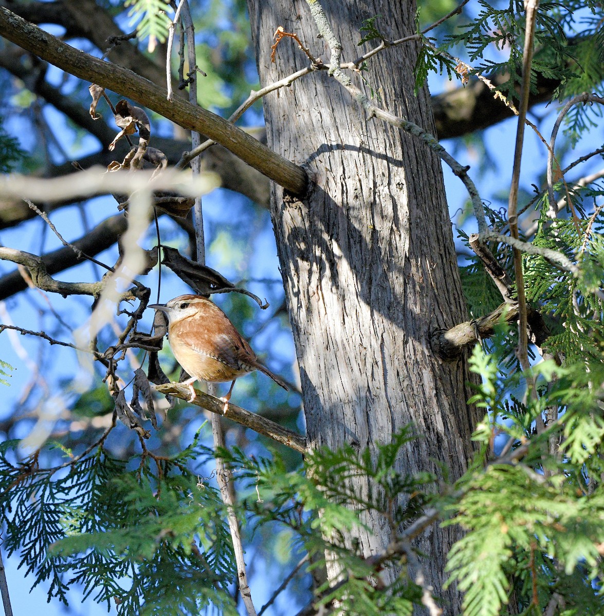 Carolina Wren - ML645022444
