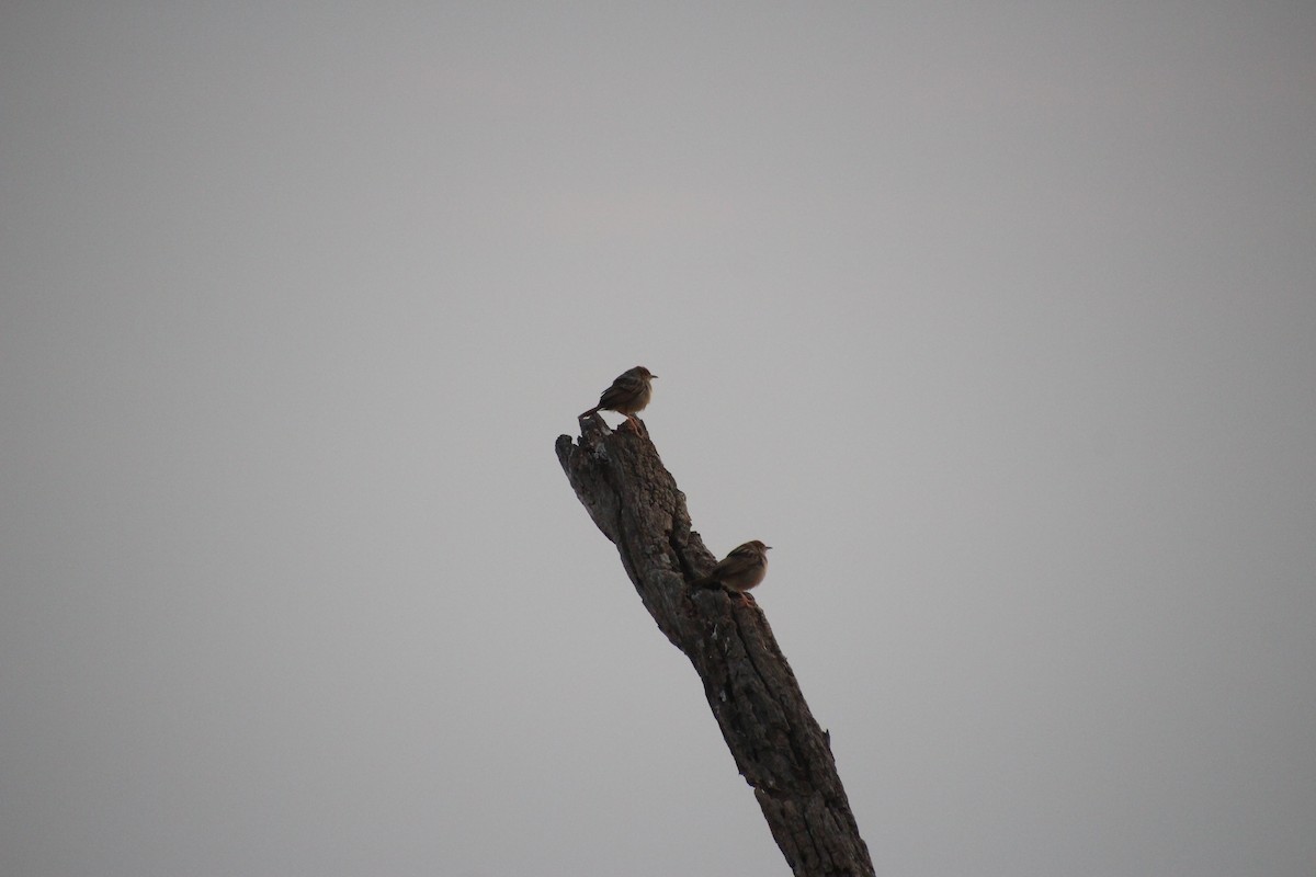 Rattling Cisticola - ML645022445