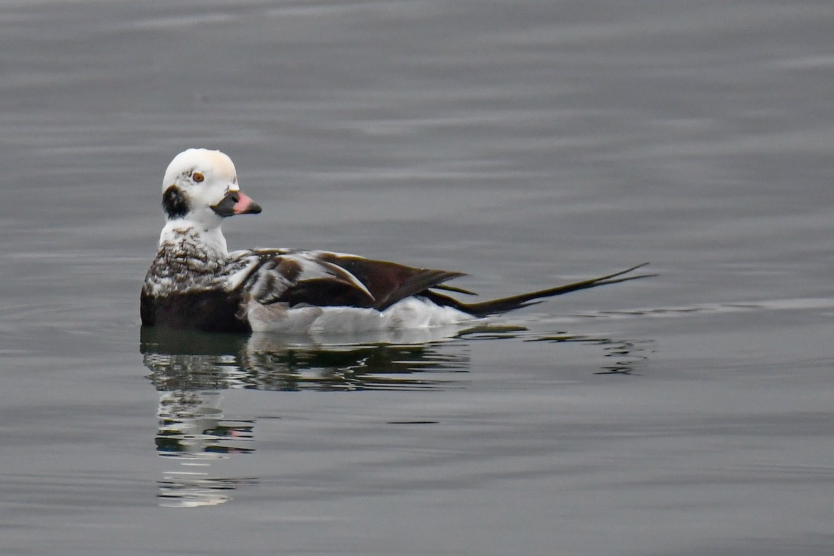 Moretta codona - ML645022446