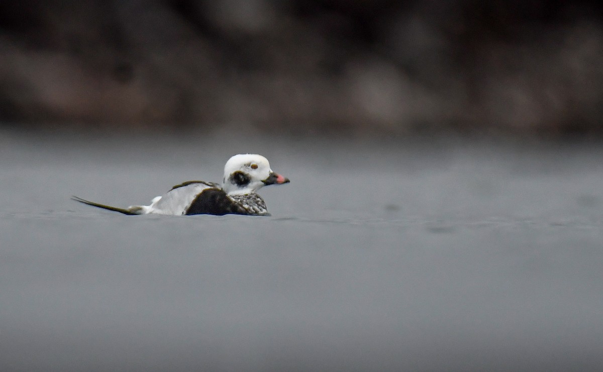 Moretta codona - ML645022447